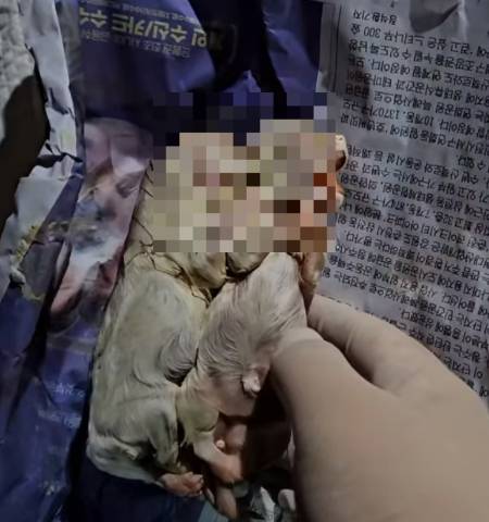 화성허가번식장에서 신문지에 싸여 발견된, 차갑게 굳어버린 새끼 강아지들의 사체./사진=위액트 인스타그램