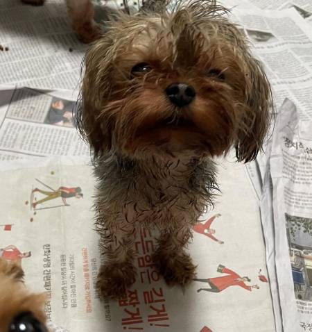 화성허가번식장에서 구조된 강아지./사진=위액트 인스타그램