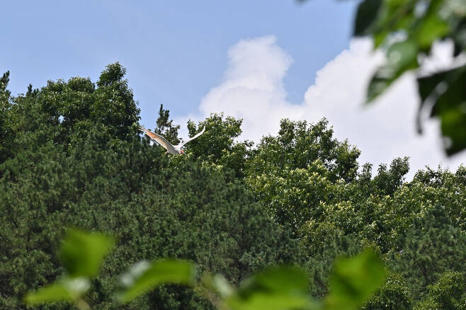 따오기 복원장 인근 소나무 숲으로 날아드는 따오기.
