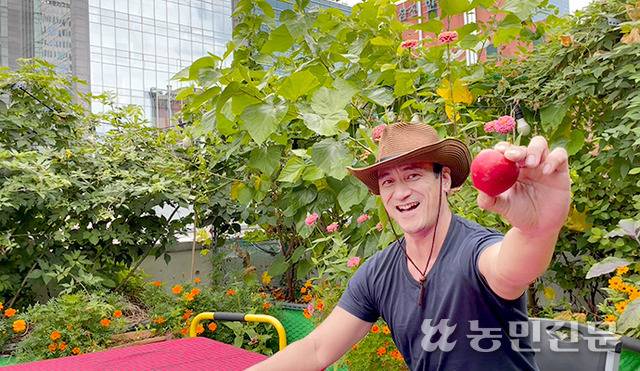 서울 강남구에 있는 양씨의 옥상 텃밭엔 여름이면 수많은 열매가 달린다.