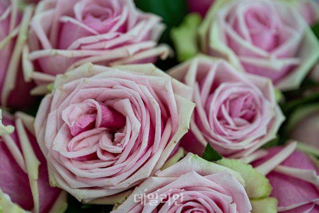 장미는 화훼연구소의 최고 작품이다. 일본에서는 화훼연구소 신품종이 인기를 얻고 있다. ⓒ데일리안 배군득 기자