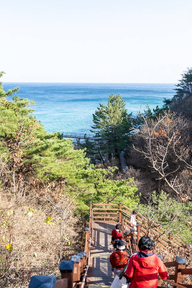 정동진 쪽 소나무 숲