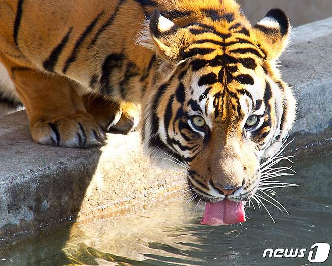호랑이 ⓒ AFP=뉴스1