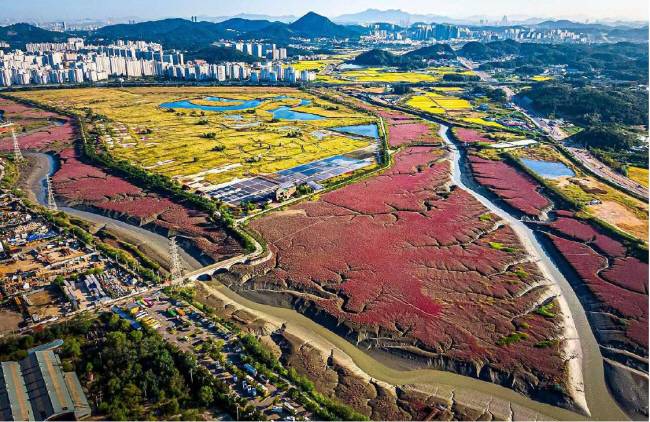 제1호 국가도시공원 지정을 추진 중인 인천 남동구 소래습지 생태공원 전경. 대표적 염생식물인 칠면초 군락이 핑크빛 양탄자를 깔아놓은 듯 펼쳐져 있다. 인천시청 제공