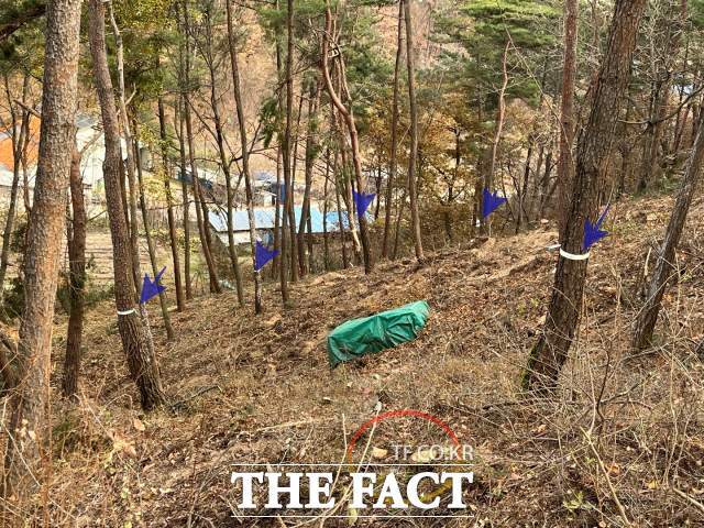 포항시가 산불 예방 숲 가꾸기를 한다며 재선충 방제지역을 선정해 이중으로 예산을 낭비하고 있다는 지적이다. 포항시 북구 기계면 화봉리 산 75번 일대는 재선충 방제지역이지만 예산이 없다는 이유로 지난해 재선충에 감염된 소나무는 말할 것도 없고 올해 표시된 재선충 감염 소나무 조차 제거치 못하고 있는 실정이다. 사진 화살표는 소나무재선충병에 감염된 표시 목. 녹색은 재선충 감염목 훈증 무덤./포항=오주섭기자