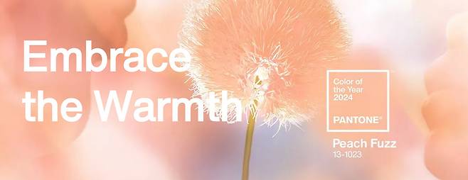 2024년 올해의 컬러로 지정한 피치퍼즈. 출처: 팬톤.