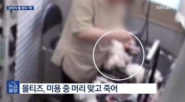 지난 5월 경남 창원의 한 애견 미용 업체 미용사가 4살 몰티즈의 털을 깎다 머리를 내려쳐 숨지는 사고가 발생했다. 사진= KBS 캡처