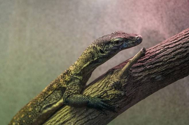 워싱턴 스미스소니언동물원에서 사육중인 수컷 코모도왕도마뱀. 정상적인 짝짓기가 아닌 어미의 단성생식을 통해 태어났다. /Smithsonian National Zoo