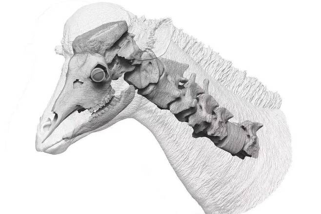 기린의 조상격인 디스코케릭스 셰지의 두개골과 목뼈 구조.  셰지는 단단한 두개골과 완전히 맞물리는 목뼈 덕분에 사향소보다 머리받기에서 두 배나 강력했던 것으로 추정된다./중국 척추고생물학·고인류학연구소