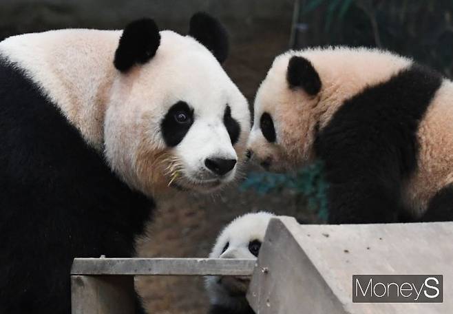 '엄마와 나들이 나온 쌍둥이 판다'/사진=장동규 기자
