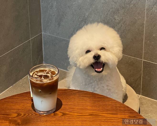 10일 스타벅스 구리갈매DT점에서 만난 조 씨의 반려견 '로이'. /사진=김영리 한경닷컴 기자
