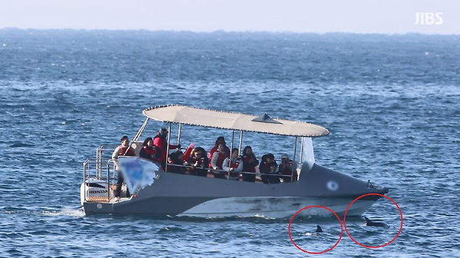 '힐링관광 아니라 킬링관광' 지난 1월 6일 오전 서귀포시 대정읍 앞바다에서 관광선박이 돌고래들 가까이에서 운항하는 모습 (사진 = 핫핑크돌핀스)