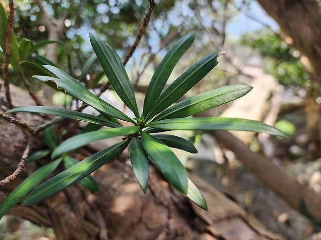 신안군 가거도 나한송. 사진제공ㅣ신안군