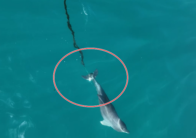 지난 15일 서귀포시 대정읍 앞바다에서 포착된 새끼 남방큰돌고래(화면제공=다큐제주, 제주대 돌고래연구팀)