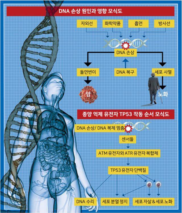 그래픽=강준구기자