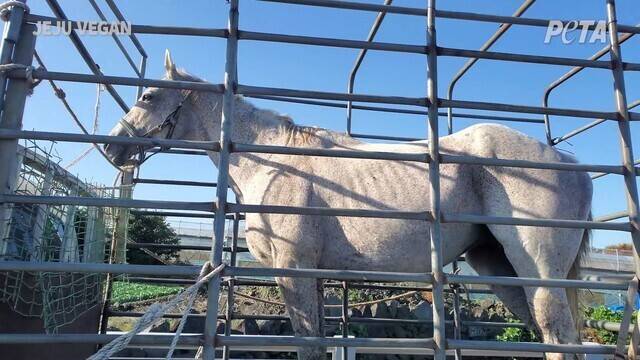 ‘늘봄’은 북미 최고의 경주마 가운데 하나인 ‘엘 프라도’의 딸이며, 2018년 한국으로 팔려와 세 마리의 새끼를 낳았다. 몸에 주근깨가 많은 늘봄은 아빠와 비슷한 외모를 갖고 있다. 사진은 지난해 10월 구조 직전 제주시 애월읍 제주축협 축산물공판장 앞에서 모습. 단체 제공
