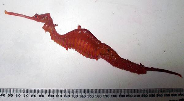 지금까지 학계에 발표된 해룡은 단 3종인데, 루비해룡(사진)은 나뭇잎해룡이나 풀잎해룡보다 더 깊은 수심에 서식하며 관찰이 힘든 종으로 꼽힌다. 서호주박물관 제공