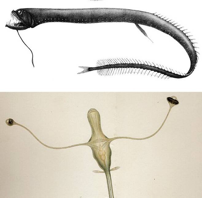 블랙드래곤피시 성체 모습(위)과 어린 시절 모습. 어린 시절에는 긴 눈자루를 보이지만 자라날수록 안쪽으로 들어간다. 위키피디아코먼스, 서호주박물관.