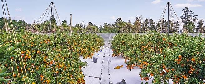 감귤 나무 간격을 5~6m 벌리고 바닥에 다공질 필름(타이벡)을 깔아 재배하는 ‘성목이식’ 방식을 채택한 농가. /신세계백화점 제공