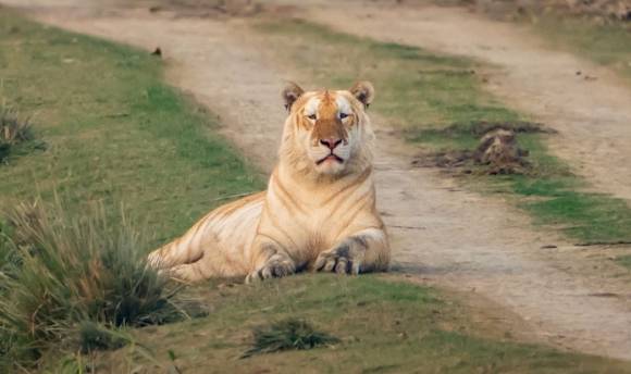카지랑가 국립공원에서 황금호랑이의 모습이 카메라에 포착됐다. 사진=가우라브 람나라야난