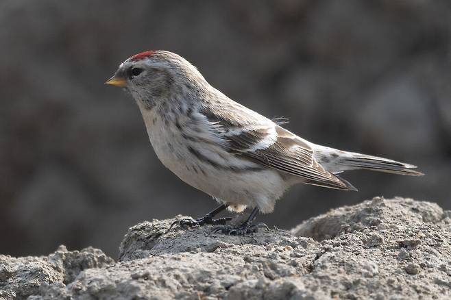 쇠홍방울새는 홍방울새보다 허리의 깃털이 더 흰색을 띤다.