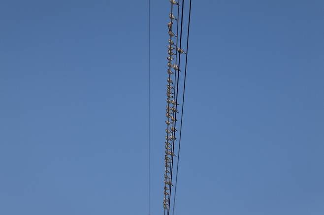 좌석을 정해둔 듯 전깃줄 위에 나란히 앉아있는 홍방울새 무리.