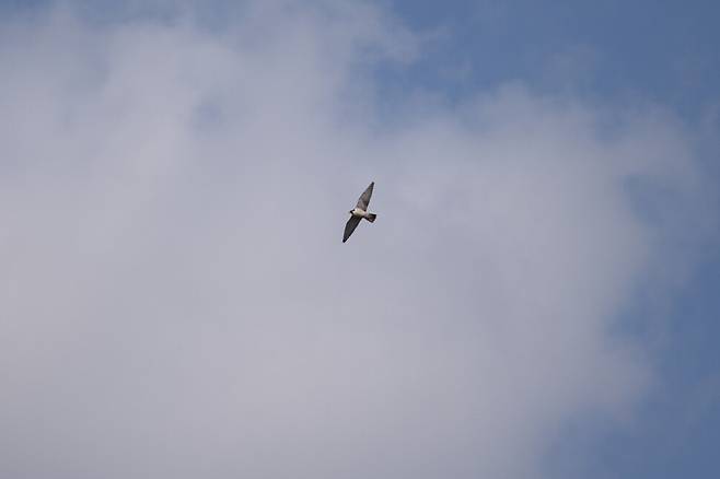 매가 나타났다.