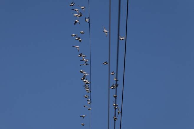 홍방울새들이 다급하게 숨을 곳을 찾아 날아간다.