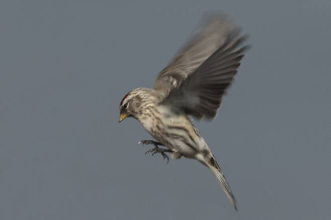 먹이를 찾아 날아드는 홍방울새. 옆구리에 갈색이 완연하다.