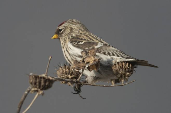 홍방울새가 어저귀 씨앗을 선택했다.