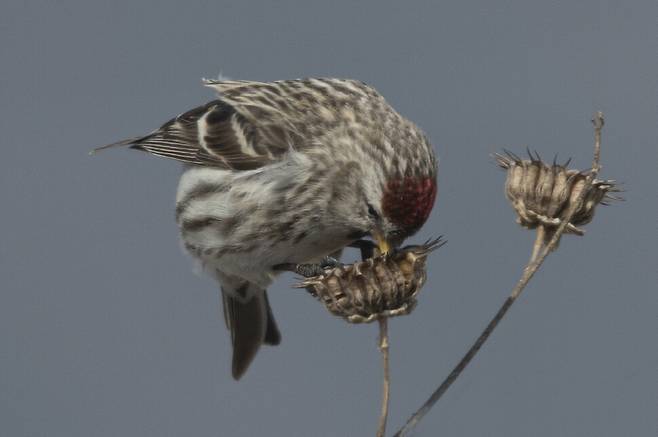 풀의 씨앗은 홍방울새의 중요한 먹이원이다.