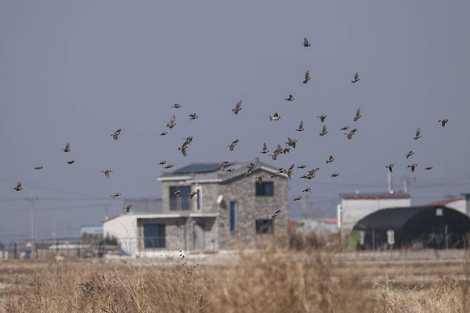 홍방울새들은 강화군 삼산면 하리 초입에 깨를 재배했던 밭을 월동지로 삼았다. 이곳은 홍방울새 차지다 무리 지어 날며 먹이를 찾는다.