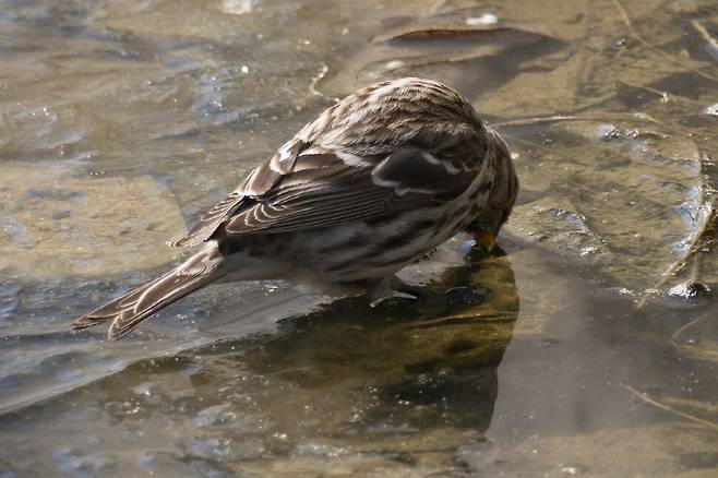 정신없이 먹이를 먹다 보면 목이 마르다.