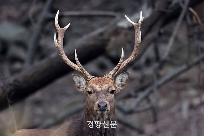 수사슴 한마리가 전남 영광군 안마도에서 카메라를 응시하고 있다.
