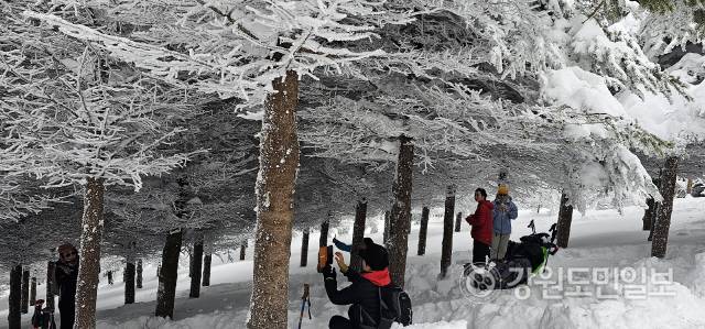▲ 폭설 뒤 첫 주말을 맞은 24일 설국의 진경을 즐기려는 등산 탐방객들이 전국 각지에서 대관령~선자령으로 몰려들었다. 최동열