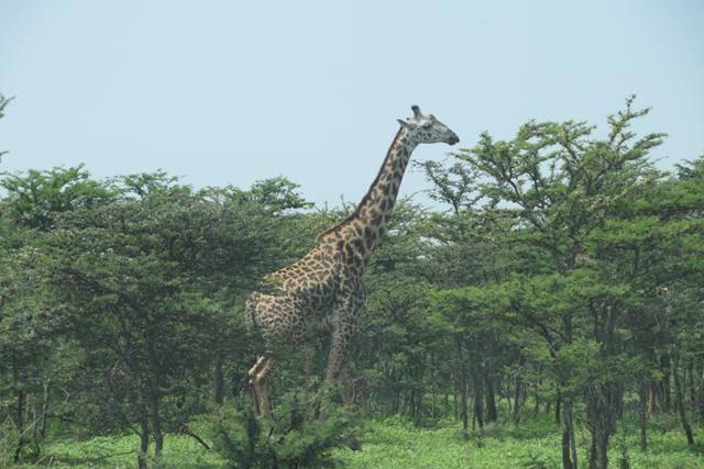 올두바이 협곡으로 향하는 대초원에서 만난 기린의 모습.