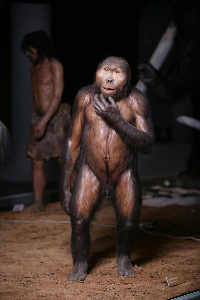 오스트랄로피테쿠스 보이세이(파란트로푸스)의 복원 모습. 전곡선사박물관 제공