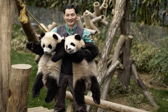 송영관 사육사는 17㎏가 넘는 쌍둥이 동생(왼쪽 후이, 오른쪽 루이)들을 한번에 안아서 퇴근시키기 위해 체력관리를 따로 한다. 권혁재 사진전문기자