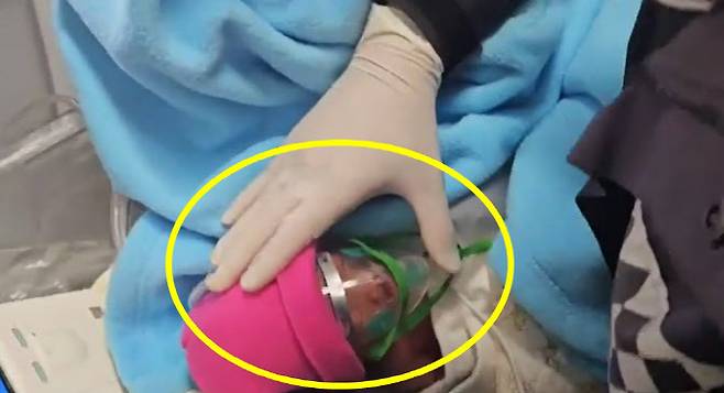 119 구급대원이 신생아가 의식을 잃지 않도록 끊임없이 태명을 부르며 깨우고 있다. (사진=부산소방재난본부 제공)
