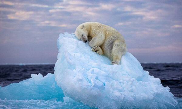 작은 빙산 위에서 곤히 잠든 북극곰 사진이 기후재난 위기를 상징적으로 보여준다. 런던자연사박물관은 올해의 야생 사진으로 아마추어 사진작가 니마 사리카니의 작품 ‘Ice Bed’를 선정했다. 런던자연사박물관 홈페이지