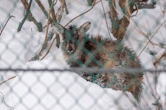 3일 강원도 설악산 지역 도로가에서 발견된 산양. 먹이를 구하기 위해 산을 내려왔지만 아프리카돼지열병(ASF) 펜스 앞에서 멈춰섰다. 사진 정인철 국립공원을지키는시민의모임 사무국장