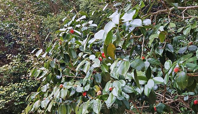 동백나무 가지에서 붉은 꽃망울이 고개를 들고 있다.