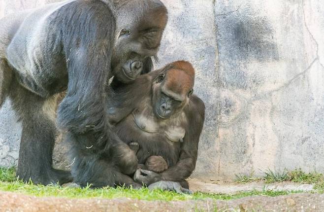 8년 전 암컷 고릴라가 첫아들 '거스'를 낳았을 때, '거스'를 만지며 보고 있는 실버백 고릴라 엘모/인스타그램