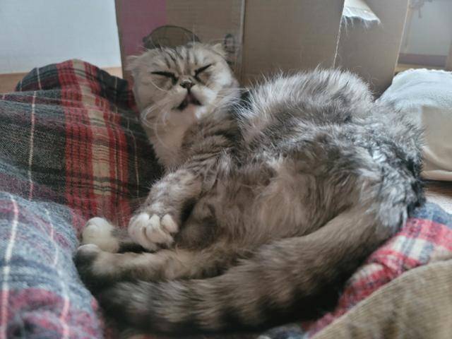 일라는 입양 당시 출산 경험이 매우 많은 고양이로 진단받았다. 일라 보호자 이상욱, 박미정 씨 부부 제공