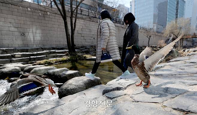 13일 서울 청계천 산책로를 걷고 있던 오리들이 사람이 다가오자 날아가고 있다. 김창길기자