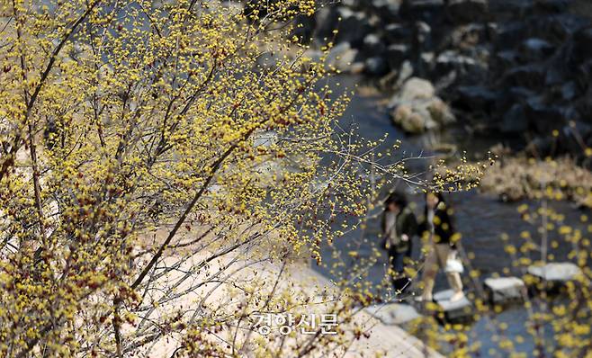 포근한 봄날씨를 보인 13일 서울 청계천에 만개한 산수유 아래서 시민들이 산책하고 있다. 김창길기자