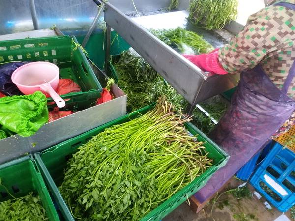 늘푸른 청정미나리농원에서 씻고 있는 봄 미나리.