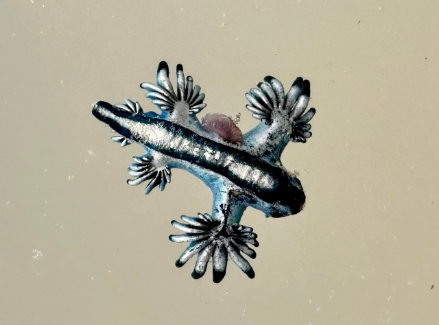 최근 텍사스 해변에서 발견되고 있는 푸른갯민숭달팽이. 하르테 연구소 페이스북 캡처.