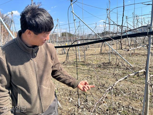 경북 의성군 점곡면에서 사과농사를 짓고 있는 조장래씨가 사과나무 끝에 맺힌 꽃눈에 대해 설명하고 있다. 의성=조소진 기자