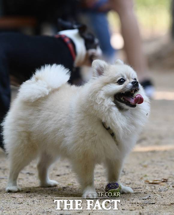 국내 펫보험 가입률이 여전히 1%대에 머물고 있지만 소비자들은 펫보험 비교·추천 서비스를 통해 더 나은 조건의 펫보험을 가입할 수 있을 것으로 기대한다. /이새롬 기자